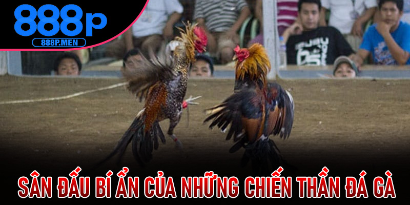 Sân Đấu Bí Ẩn Của Những Chiến Thần Đá Gà Cựa Dao 888P