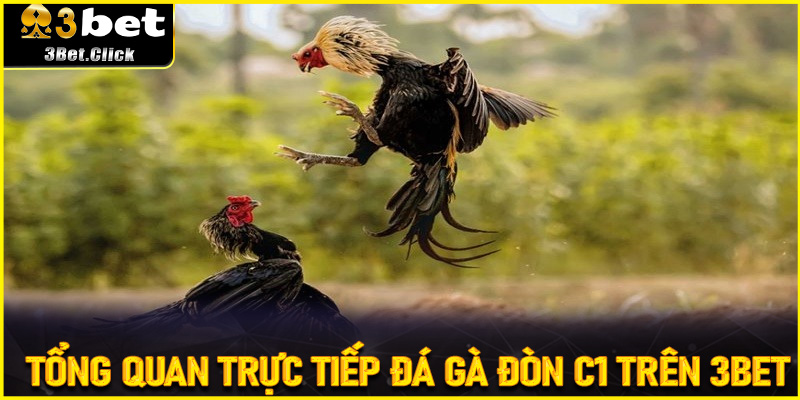 Tổng Quan Trực Tiếp Đá Gà Đòn C1 Trên 3bet