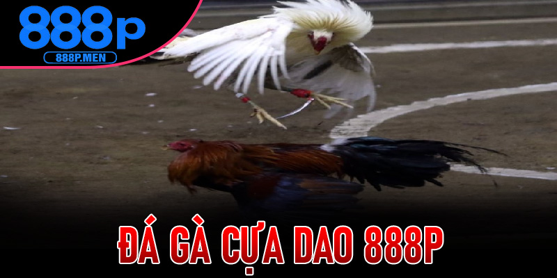 Đá Gà Cựa Dao 888P