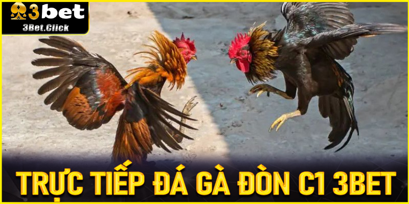 Trực Tiếp Đá Gà Đòn C1 3bet - Đấu Trường Chiến Kê Đỉnh Cao 2025